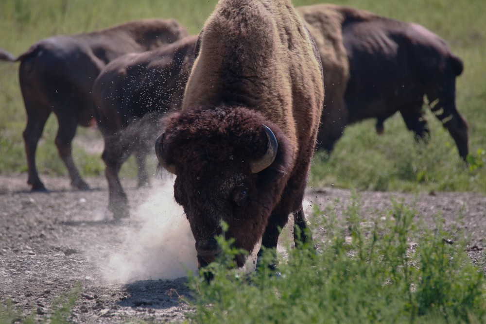 The Buffaloes