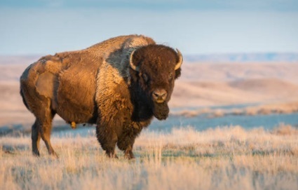 Buffalo